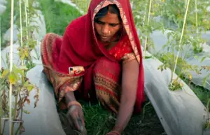 Sustainable Livelihoods and Entrepreneurship