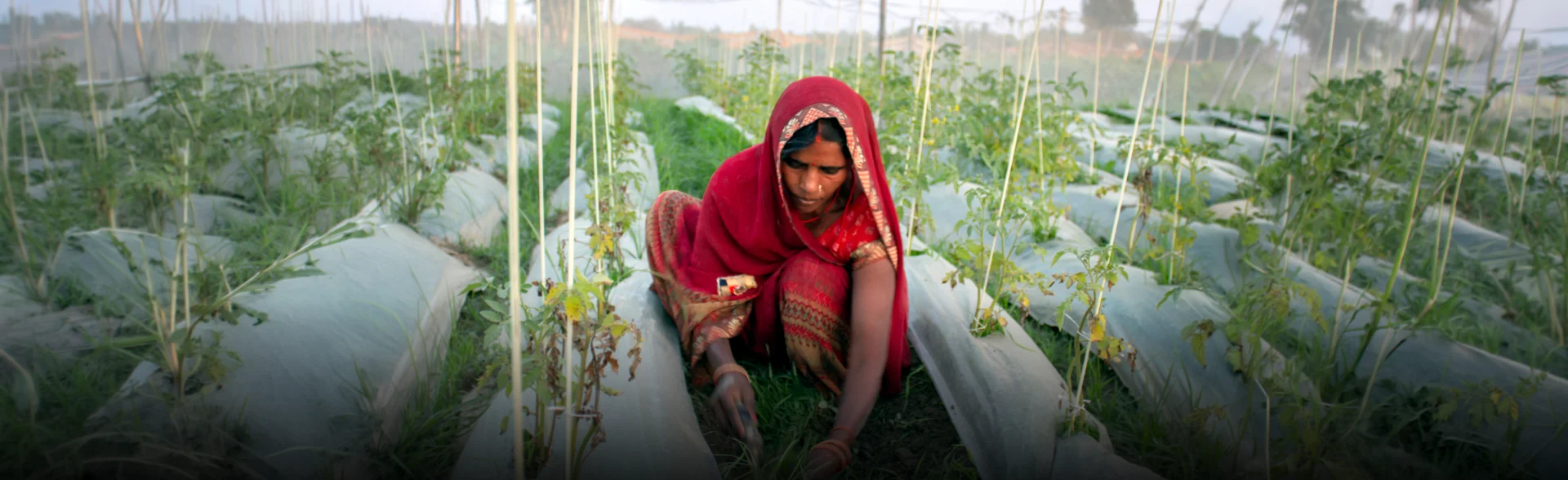 Livelihood & Skilling